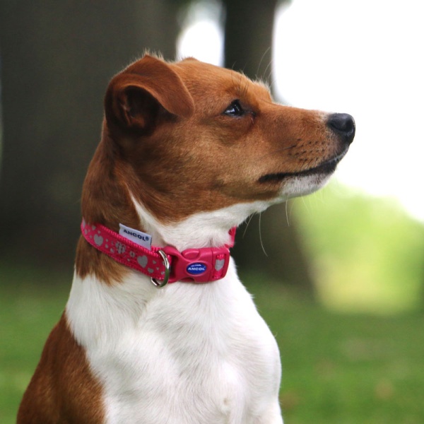 All Ancol Pet Care Products | Full Range - Pets.co.uk